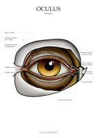 Auge VENTRAL