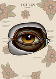 Auge VENTRAL