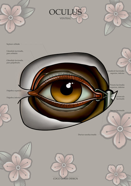 Auge VENTRAL