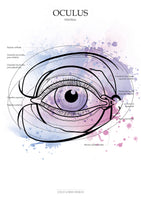 Auge VENTRAL