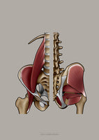 Muskulatur des Beckens KRANIAL/MEDIAL