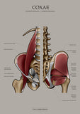 Muskulatur des Beckens KRANIAL/MEDIAL