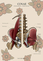 Muskulatur des Beckens KRANIAL/MEDIAL