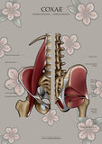 Muskulatur des Beckens KRANIAL/MEDIAL