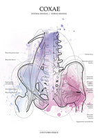 Muskulatur des Beckens KRANIAL/MEDIAL