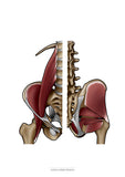 Muskulatur des Beckens KRANIAL/MEDIAL