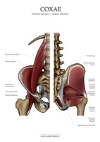 Muskulatur des Beckens KRANIAL/MEDIAL