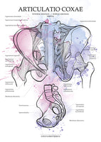 Becken KRANIAL/MEDIAL