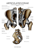 Becken KRANIAL/MEDIAL