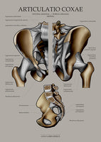 Becken KRANIAL/MEDIAL