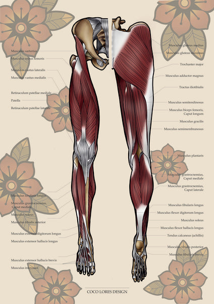 Muskulatur des Beines VENTRAL / DORSAL KRANIAL