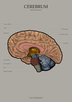 Gehirn MEDIALSAGITTAL