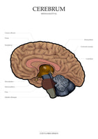 Gehirn MEDIALSAGITTAL