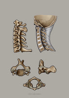 Halswirbel MEDIALSAGITTAL / LATERAL