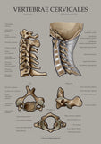 Halswirbel MEDIALSAGITTAL / LATERAL