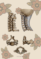 Halswirbel MEDIALSAGITTAL / LATERAL