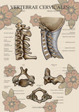 Halswirbel MEDIALSAGITTAL / LATERAL