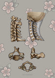 Halswirbel MEDIALSAGITTAL / LATERAL