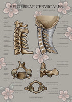 Halswirbel MEDIALSAGITTAL / LATERAL