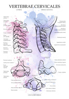 Halswirbel MEDIALSAGITTAL / LATERAL