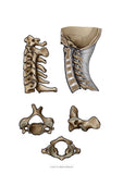 Halswirbel MEDIALSAGITTAL / LATERAL