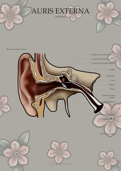 Ohr VENTRAL