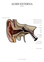 Ohr VENTRAL