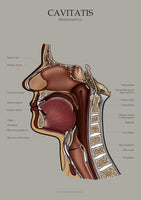 Mundhöhle MEDIALSAGITTAL