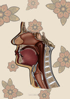 Mundhöhle MEDIALSAGITTAL