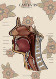 Mundhöhle MEDIALSAGITTAL