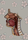 Mundhöhle MEDIALSAGITTAL