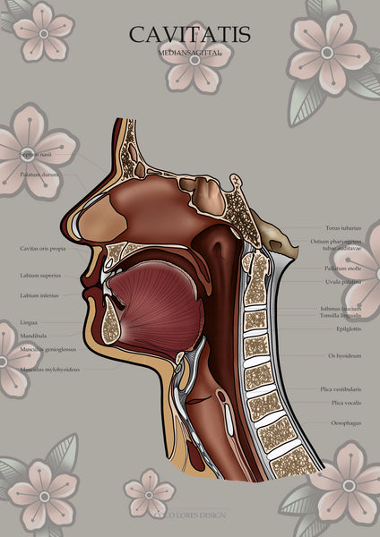 Mundhöhle MEDIALSAGITTAL