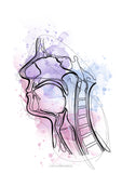 Mundhöhle MEDIALSAGITTAL