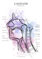 Mundhöhle MEDIALSAGITTAL