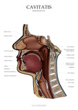 Mundhöhle MEDIALSAGITTAL