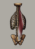 Muskulatur des Rückens LATERAL