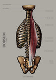 Muskulatur des Rückens LATERAL