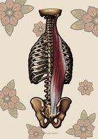 Muskulatur des Rückens LATERAL