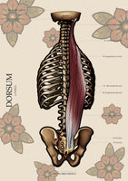 Muskulatur des Rückens LATERAL