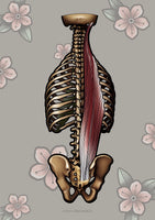 Muskulatur des Rückens LATERAL