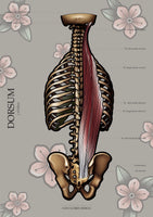 Muskulatur des Rückens LATERAL