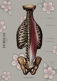 Muskulatur des Rückens LATERAL