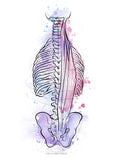 Muskulatur des Rückens LATERAL