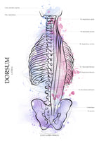 Muskulatur des Rückens LATERAL