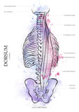 Muskulatur des Rückens LATERAL