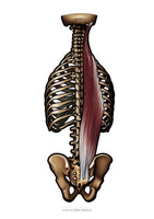 Muskulatur des Rückens LATERAL