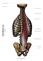 Muskulatur des Rückens LATERAL