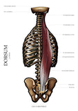 Muskulatur des Rückens LATERAL