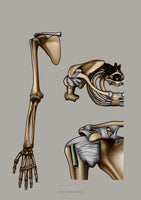 Die Schulter VENTRAL / KRANIAL