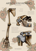 Die Schulter VENTRAL / KRANIAL